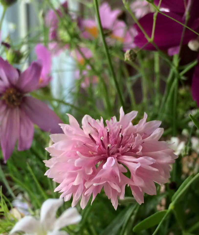 12002946_10208098398284300_3016193283461122521_n